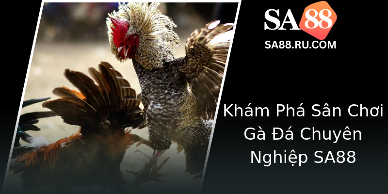 Khám Phá Sân Chơi Gà Đá Chuyên Nghiệp SA88