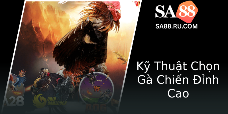 Kỹ Thuật Chọn Gà Chiến Đỉnh Cao