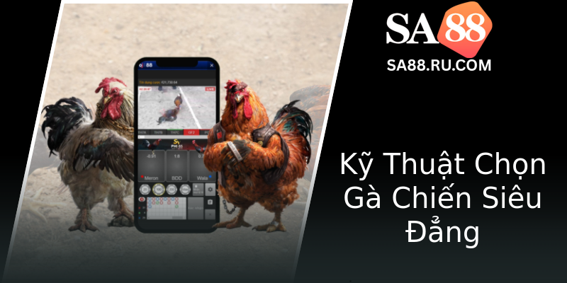 Kỹ Thuật Chọn Gà Chiến Siêu Đẳng
