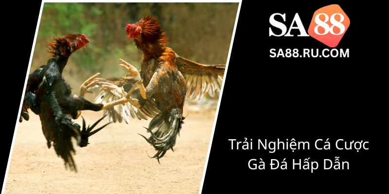 Trai Nghiem Ca Cuoc Ga Da Hap Dan0