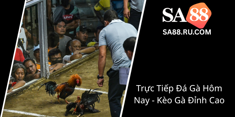 Truc Tiep Da Ga Hom Nay Keo Ga Dinh Cao0